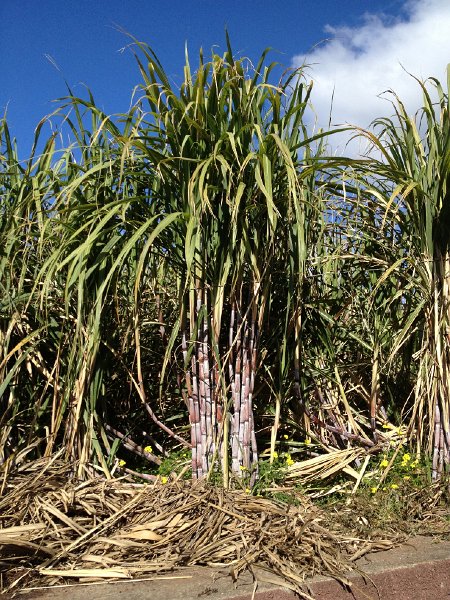 IMG_2993.jpg - Lombada: Zuckerrohr