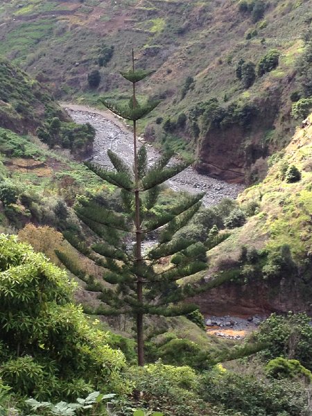 IMG_3041.jpg - An der Levada Moinho