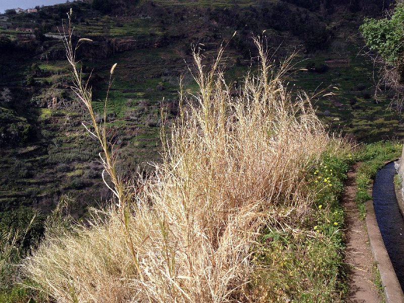 IMG_3045.jpg - An der Levada Moinho