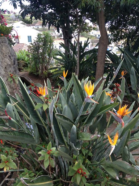 IMG_3054.jpg - Blumen in Lombada