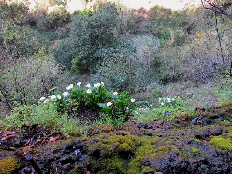 IMG_8873.JPG -                                Callas im Steilhang