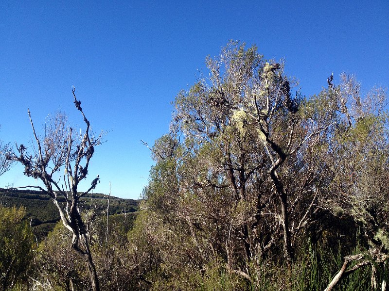 IMG_2707.jpg - Flechten