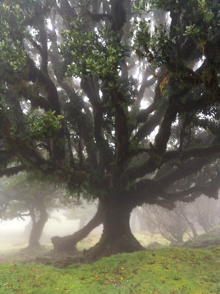 IMG_2750.jpg - Fanal: Lorbeerb�ume 