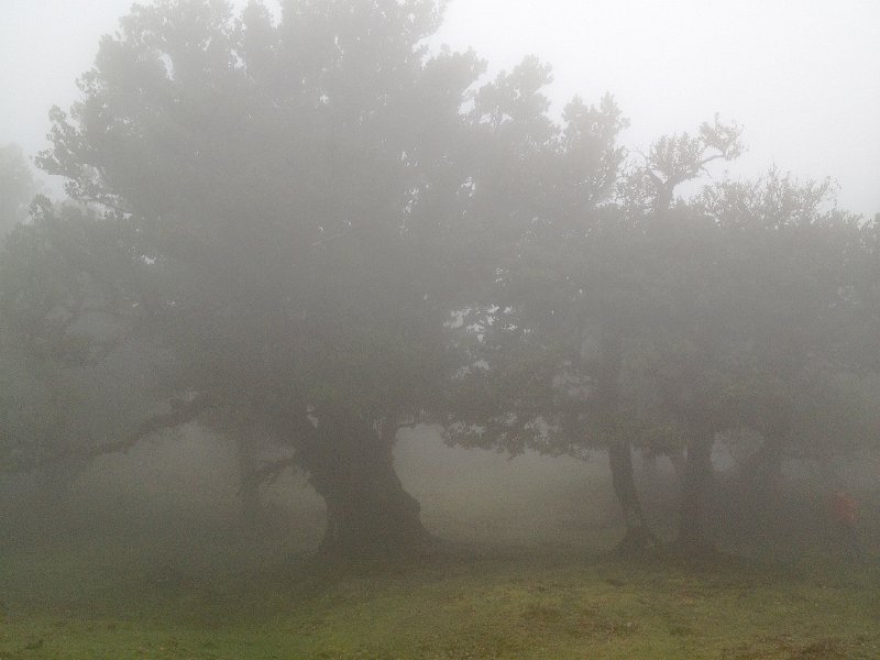 IMG_2752.jpg - Fanal: Lorbeerb�ume 