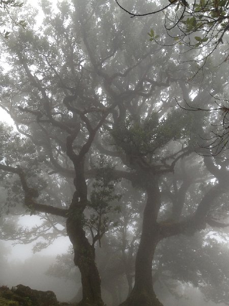 IMG_2754.jpg - Fanal: Lorbeerb�ume 