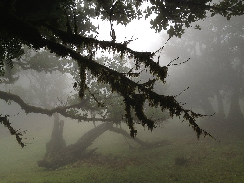 IMG_2755.jpg - Fanal: Lorbeerb�ume 