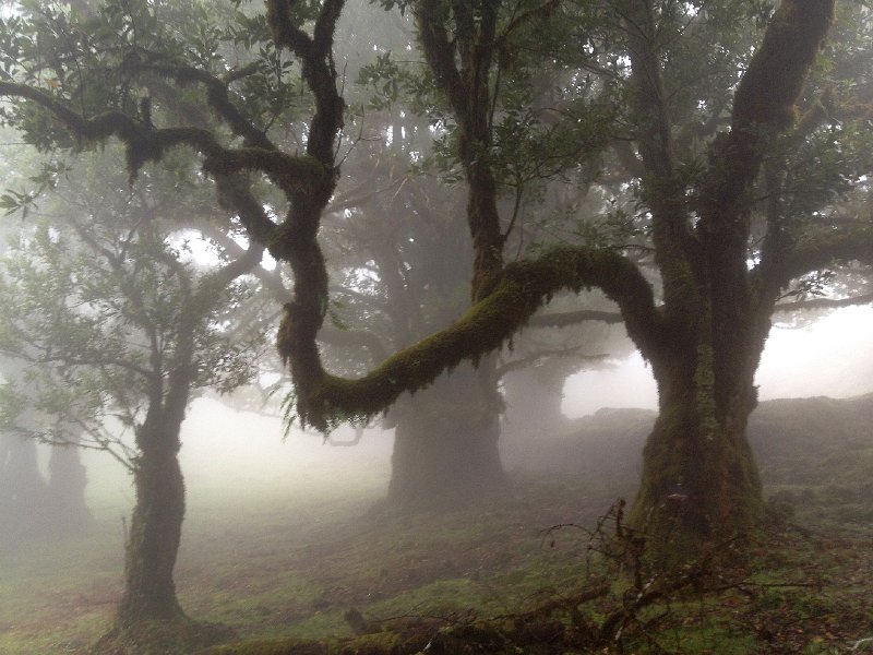 IMG_2756.jpg - Fanal: Lorbeerb�ume 