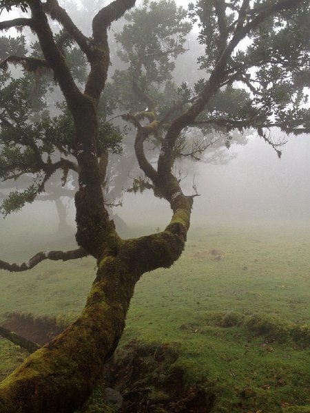 IMG_2759.jpg - Fanal: Lorbeerb�ume 