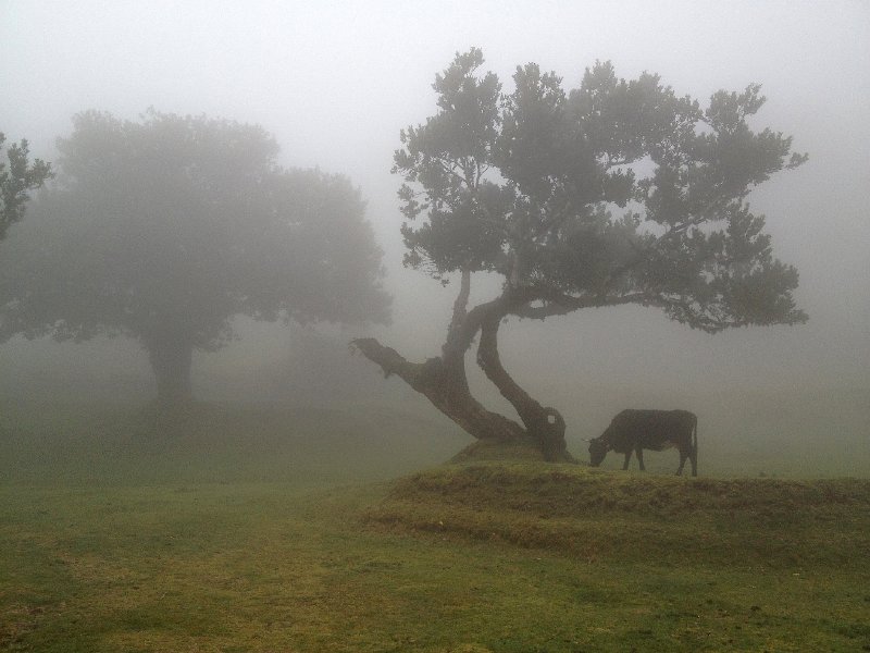 IMG_2760.jpg - Fanal: Lorbeerb�ume 