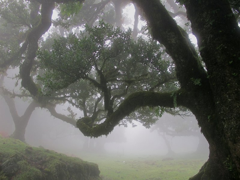 IMG_8404.JPG - Lorbeer