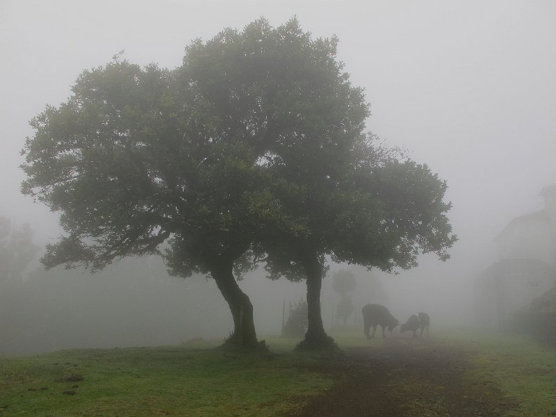 IMG_8412.JPG - Seltsam im Nebel zu wandern...