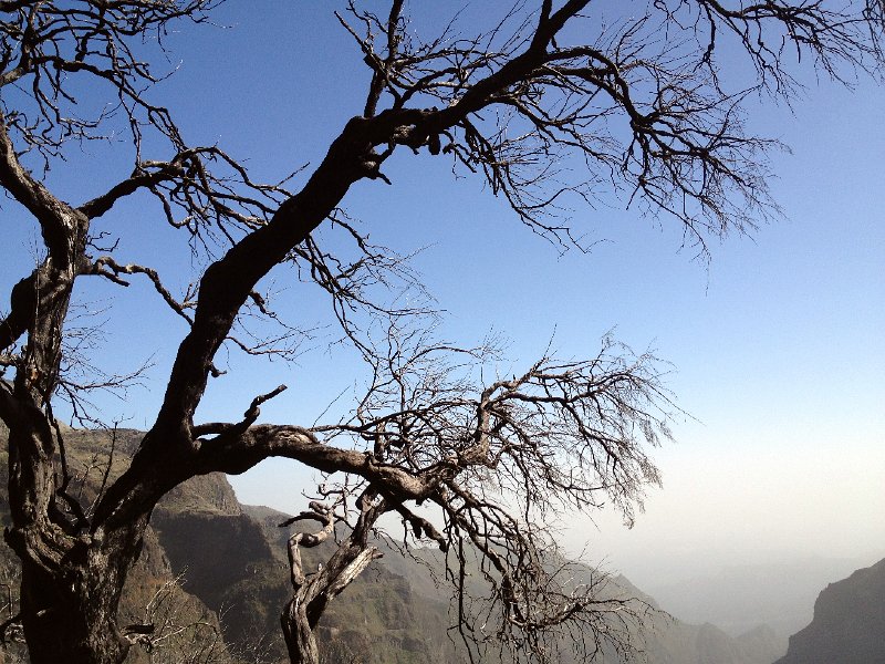 IMG_2805.jpg - Verbrannte Baumheide