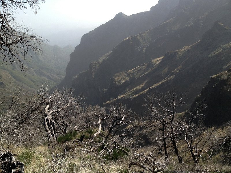 IMG_2806.jpg - Verbrannte Baumheide