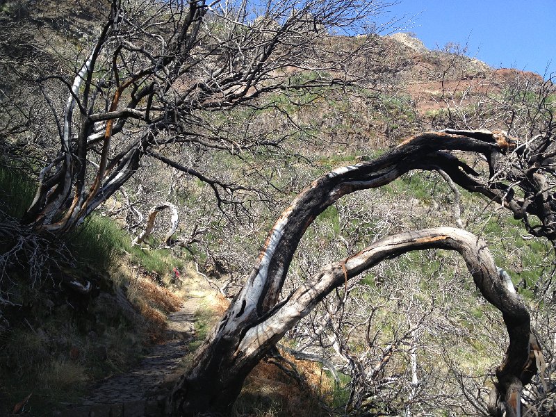 IMG_2807.jpg - Verbrannte Baumheide