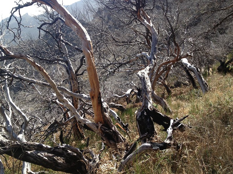 IMG_2812.jpg - Verbrannte Baumheide