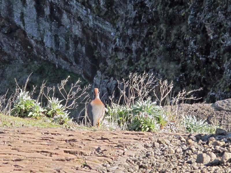 IMG_8544.JPG - Rebh�hner