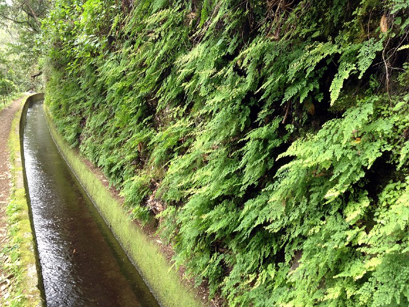 IMG_2941.jpg - Levada da Ribiera da Janela