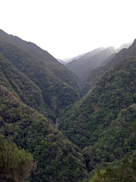 IMG_2950.jpg - Lorbeerwald