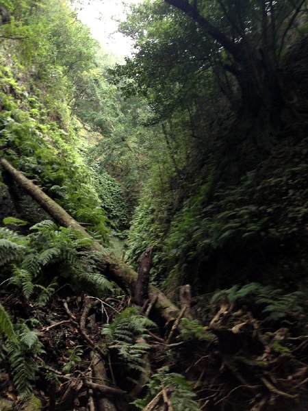 IMG_2969.jpg - In the jungle...