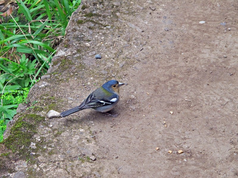 IMG_8830.JPG -                                Handzahme Buchfinken