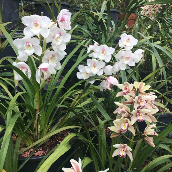 IMG_0474.JPG - Orchideen