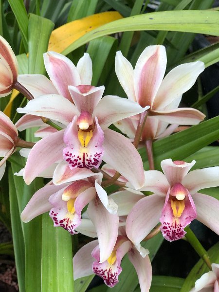 IMG_9717.JPG - Orchideen