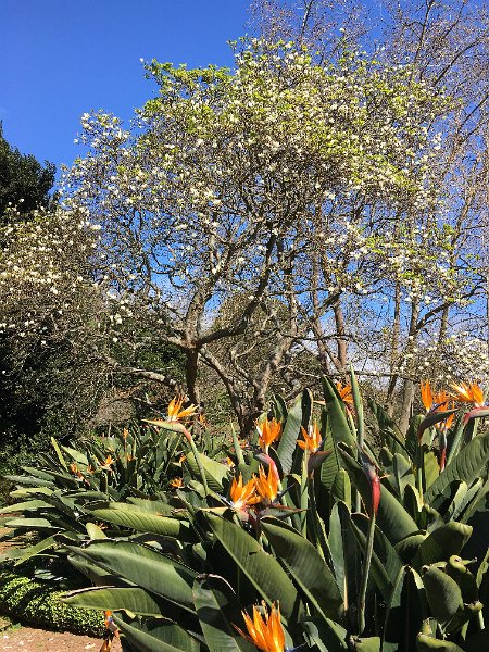 IMG_0629.JPG - Strelizien und Magnolien