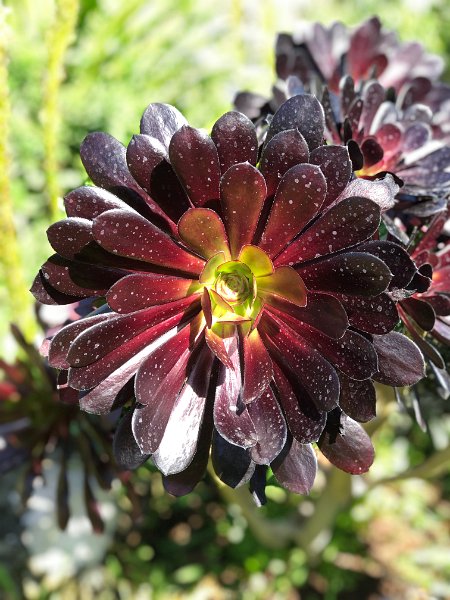 IMG_9840.JPG - Blume x