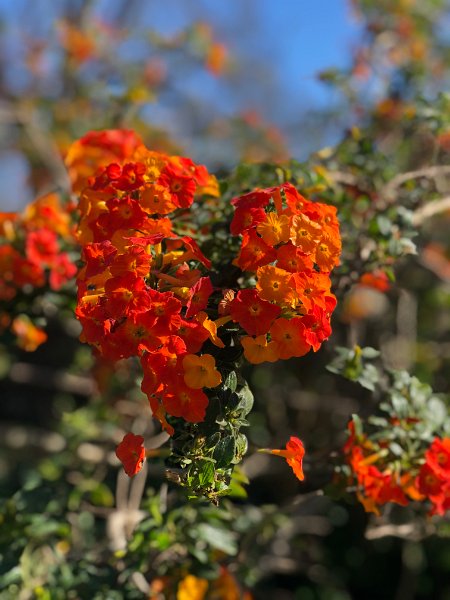IMG_9846.JPG - Blume y