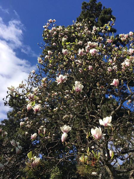 IMG_E0631.JPG - Magnolien