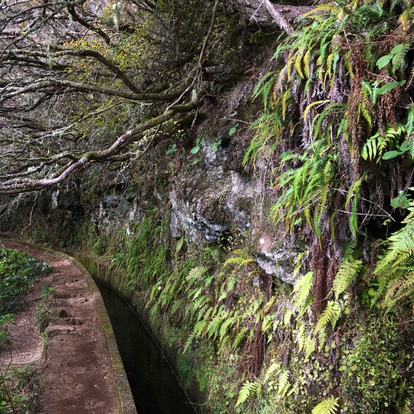 IMG_9920 (Bearbeitet).JPG - Levada do Alecrim
