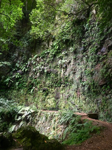 IMG_0125 (Bearbeitet).JPG - in the jungle