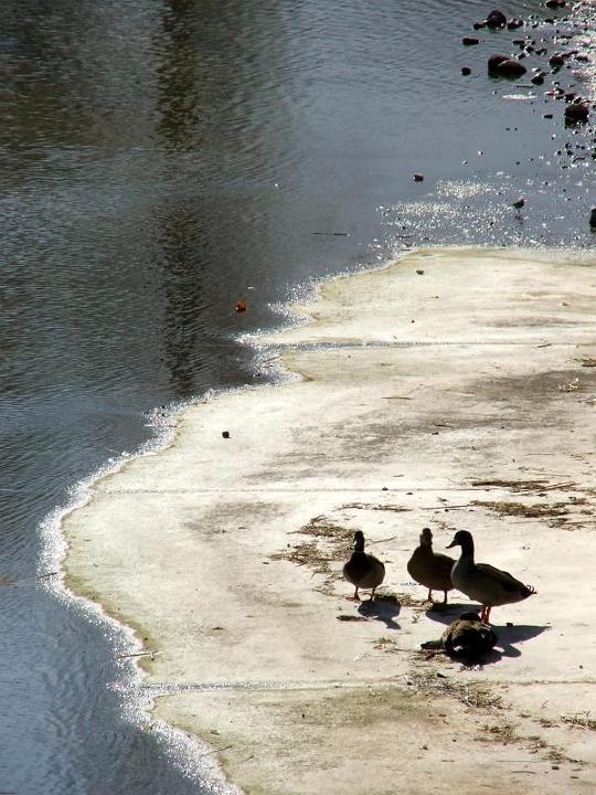 DSCF3459.jpg - Enten an der Bachm�ndung
