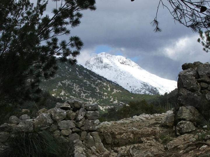 DSCF3670.jpg - Auf dem Weg zum Coll de sa Bassola mit dem schneebedeckten Puig de Massanella im Hintergrund