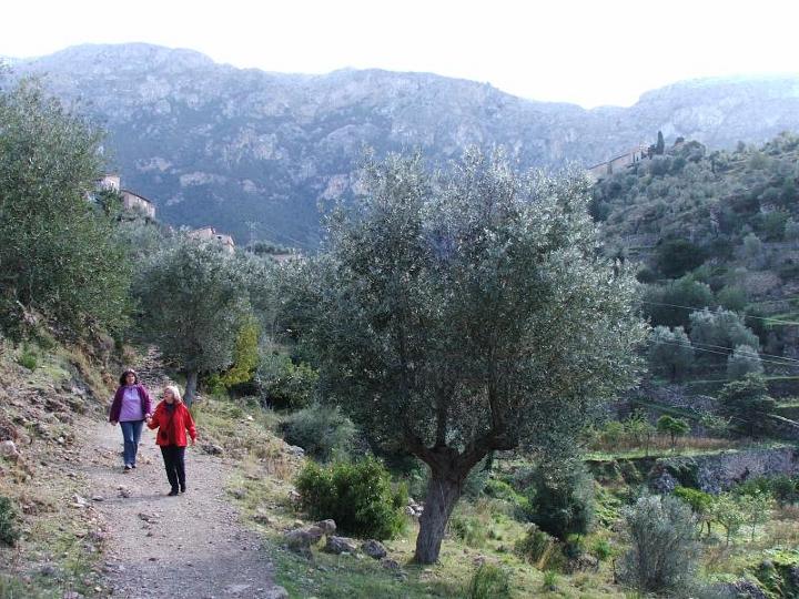 DSCF3732.jpg - Cami de sa Vinyeta  unterhalb von Dei�