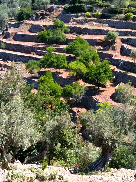IMG_0529.jpg - Sa Figuera