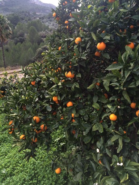 IMG_8748.jpg - Orangen