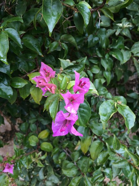 IMG_8770.jpg - Bougainvillea