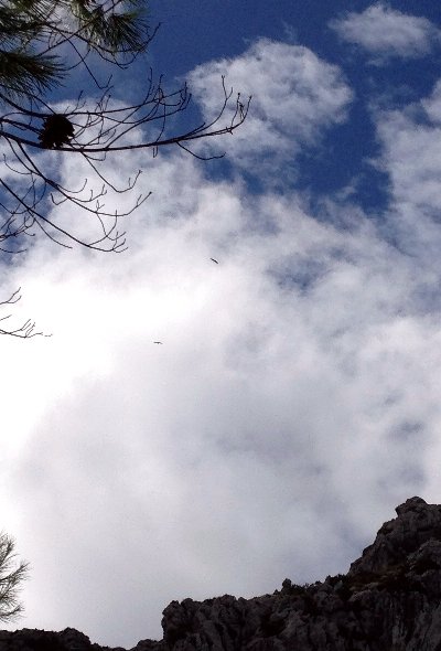 IMG_4316B.jpg - 2 Geier drehen hoch �ber uns ihre Runde, bevor sie in ihr Nest abtauchen