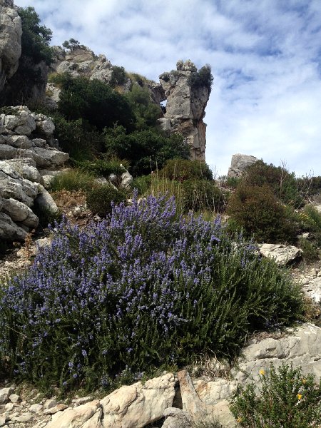 IMG_4325.jpg - Wilder Rosmarin