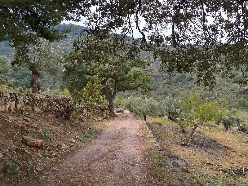 Mallorca_12_19.jpg - Cam� de Sa Vinyeta - kurz vor der Varianten-Abzweigung zur Cala de Dei�