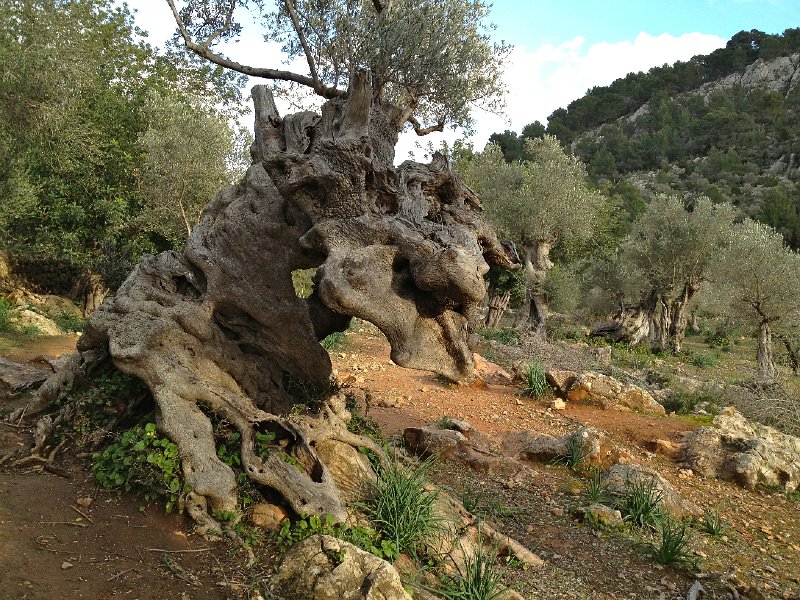 Mallorca_12_26.jpg - Abstieg von Muleta zum Hafen kurz vor Ca s'Hereu