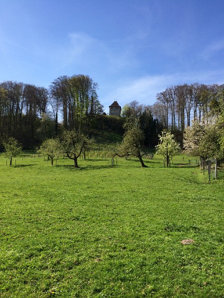 IMG_6091.jpg - Kyburg-Buchegg