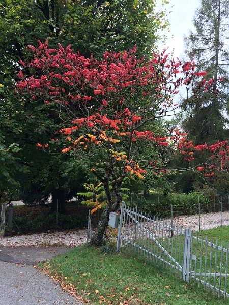 IMG_8335.jpg - Herbstfarben