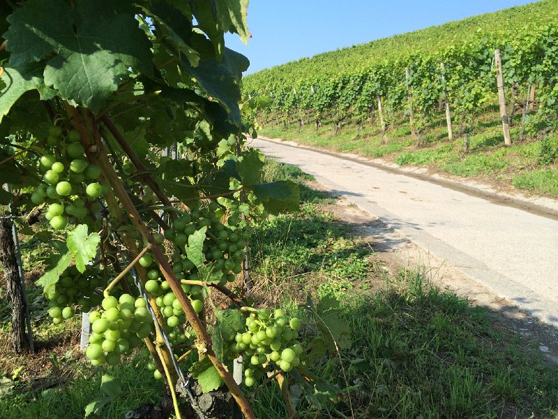 IMG_7473.jpg - Weinberg