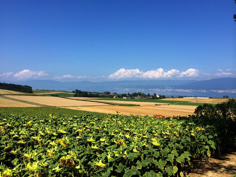 IMG_7497.jpg - Blick hinunter nach Cudrefin