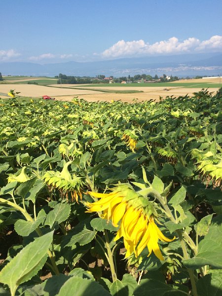IMG_7498.jpg - Sonnenblumen