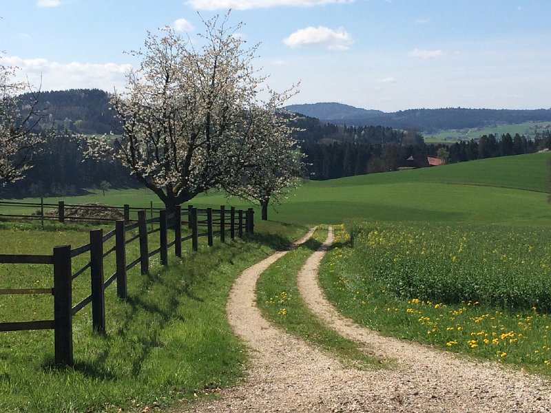IMG_5999.jpg - Bei Balzenwil