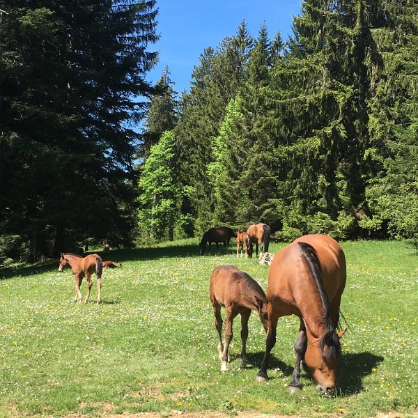 IMG_8350 (Bearbeitet).JPG - Pferdeweide bei Le Peuchapatte