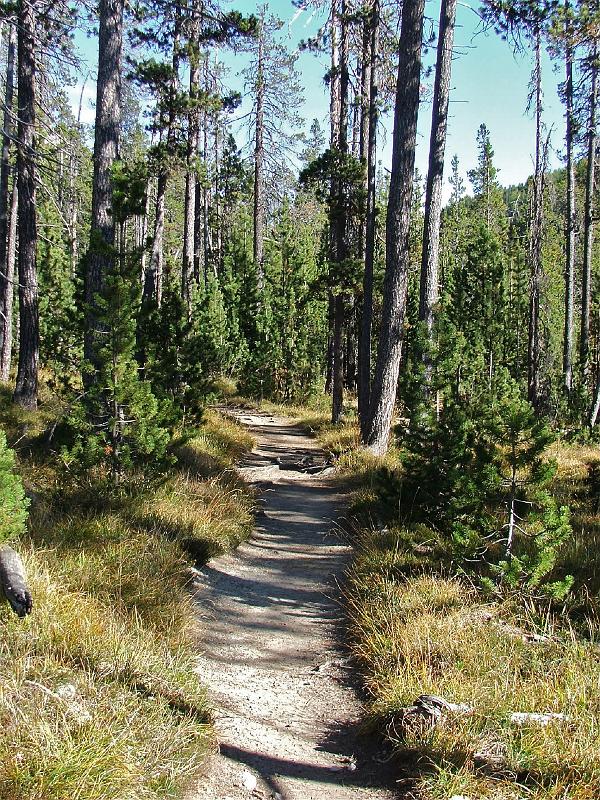 DSCF3243.JPG - Waldpfade auf dem Weg nach Buffalora